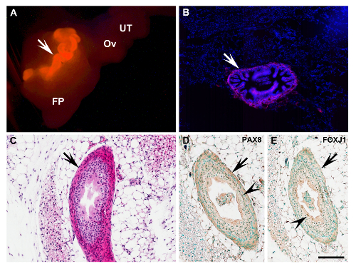 figure-results-3 Reproductive tissue analysis with fluorescence and histology, highlighting PAX8 and FOXJ1 markers.