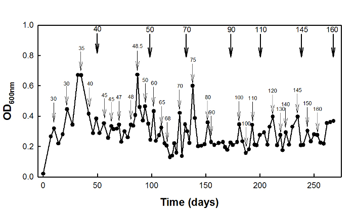 Bacterial growth chart, OD600nm vs. time, data analysis over 250 days, research experiment.