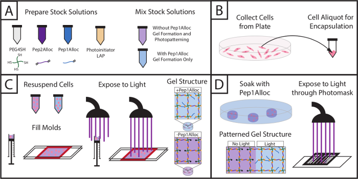 figure-results-1 Hydrogel photopatterning process diagram; cell encapsulation, light exposure, gel structuring.