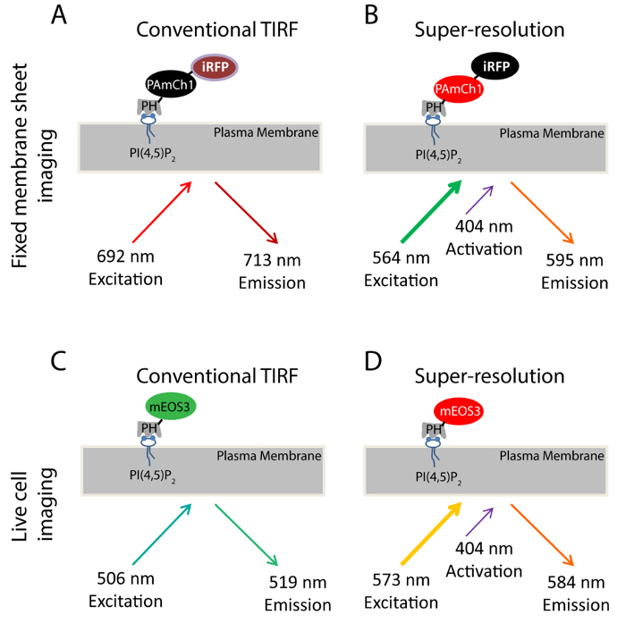 Fixed/live cell imaging diagram; TIRF, super-resolution; excitation/emission wavelengths.