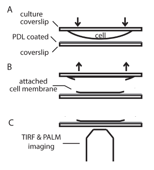 Cell imaging setup diagram; TIRF & PALM microscopy for cell membrane analysis.