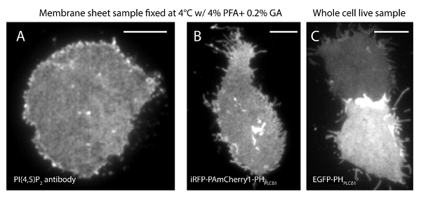 Membrane fluorescence microscopy diagram: PI(4,5)P, iRFP-PH, EGFP-PH localization in fixed samples.
