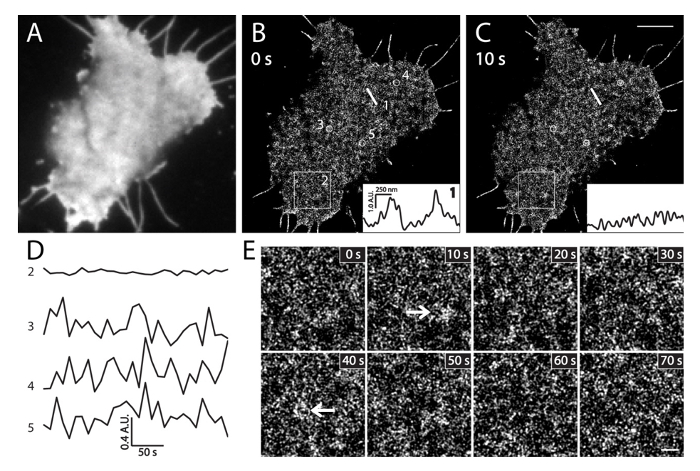 Cell motility analysis; fluorescence microscopy; time-resolved imaging; particle tracking.