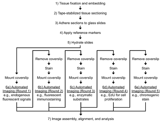 figure-results-1 Tissue sectioning workflow diagram: fixation, staining, automated imaging, analysis stages.