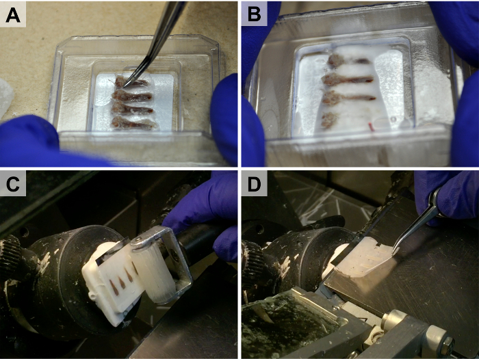 figure-results-2 Tissue embedding process, microtome sectioning, histology preparation, lab equipment.