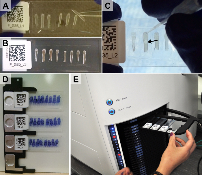 figure-results-3 Laboratory slides preparation, scanning setup, microscopy images for sample analysis and identification.