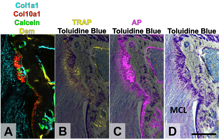 figure-results-5 Bone tissue staining comparison using Toluidine Blue, TRAP, AP in microscopy images, osteogenesis study.
