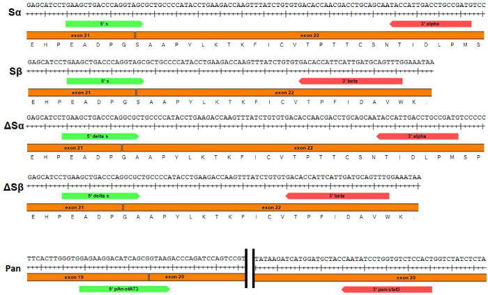 figure-results-1 Gene editing diagram showing exon sequences; showcasing splicing variations across Sα, Sβ, ΔSα, ΔSβ, Pan.