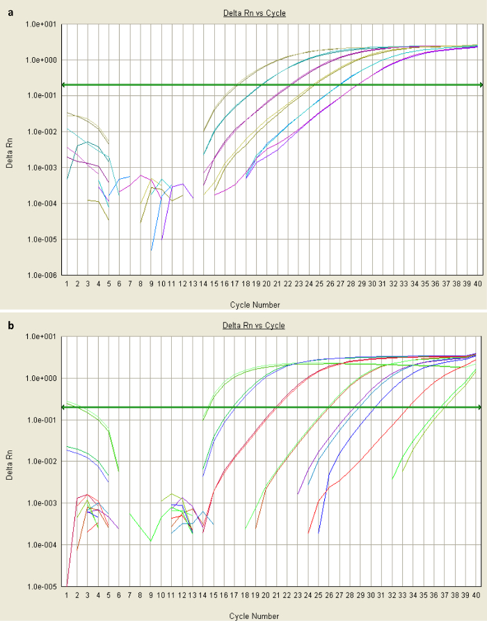 figure-results-2 PCR amplification plot; Delta Rn vs. Cycle Number; fluorescence data analysis; qPCR results.