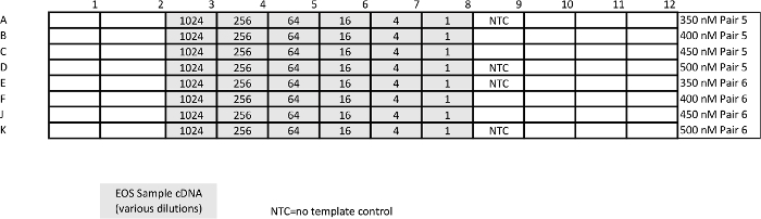 figure-results-9 PCR setup, table with cDNA dilutions, NTC control, concentration values, DNA analysis experiment.
