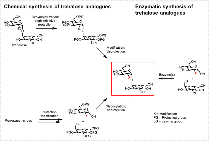 Chemical vs. enzymatic synthesis of trehalose analogues; diagram with reaction pathways and modifications.