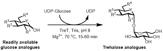 UDP-glucose conversion diagram to trehalose analogues using TreT enzyme at 70°C for glycosylation.