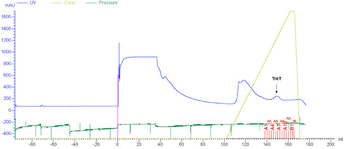 Chromatography UV data graph; protein purification, shows TreT peak; mAU vs. ml plot.