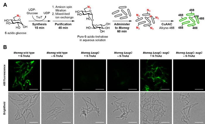 Azido-trehalose synthesis, purification, and labeling diagram with fluorescence microscopy results.