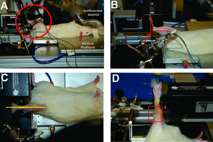 Animal research setup; rodent under anesthesia on heated platform with equipment for physiological study.