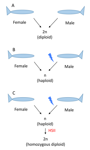 Ploidy Manipulation of Zebrafish Embryos with Heat Shock 2 Treatment
