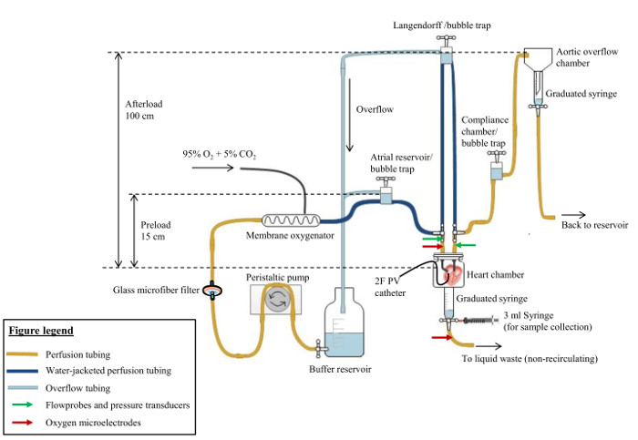 Langendorff heart perfusion diagram with tubing, oxygenator, and microelectrodes; circulatory flow.