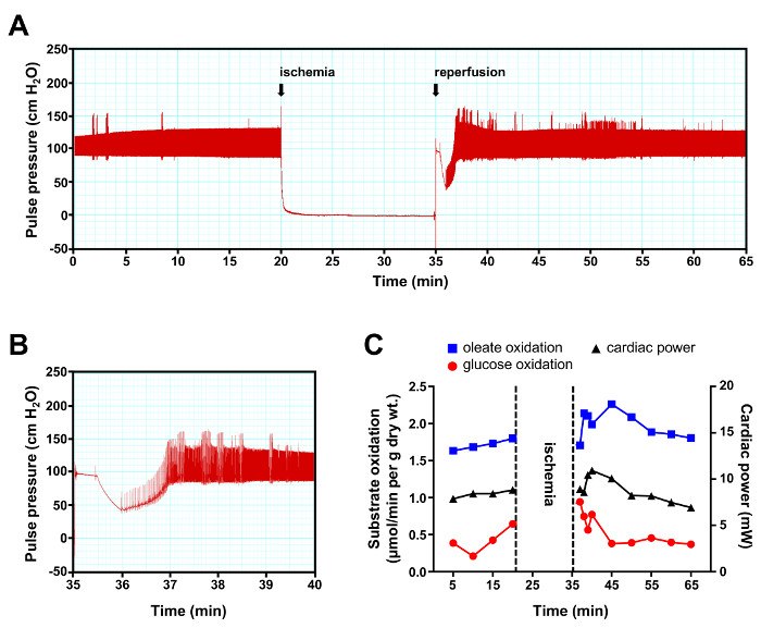 Ischemia-reperfusion graph; pulse pressure, substrate oxidation vs. cardiac power results.
