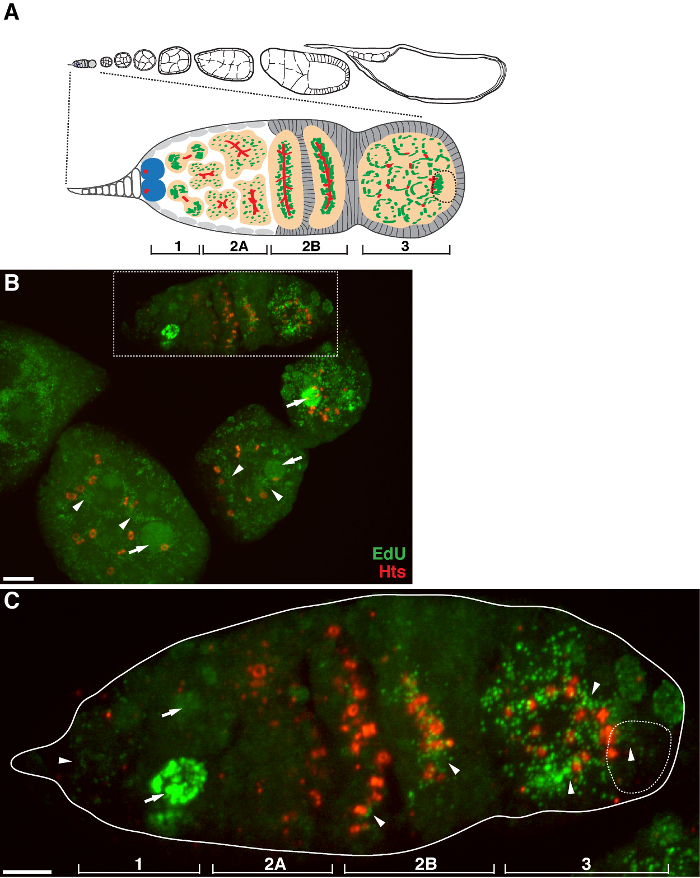 Fly oogenesis stages diagram; fluorescence microscope image of EdU-Hts localization in follicles.