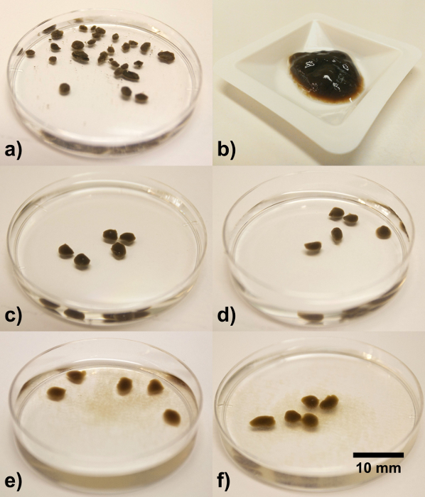 figure-results-3 Petri dish seed germination stages; multiple dishes, experiment monitoring growth development.