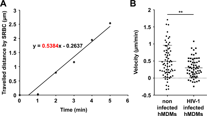 figure-results-5 Wykres drogi przebytej przez SRBC w funkcji czasu; tabela porównania prędkości, analiza niezinfekowanych i zainfekowanych HIV-1 hMDM.