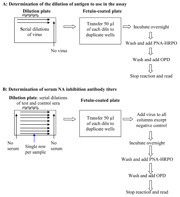 Antigen assay, antibody titers; diagram shows dilution plate to fetuin-coated plate process for antibody testing.