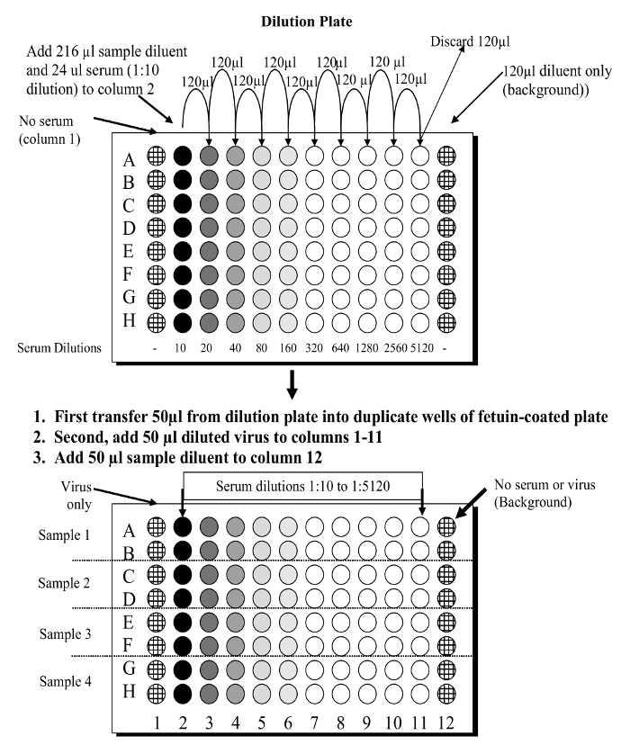 Dilution plate diagram for serum sample preparation in virus assay, indicating step-by-step process.