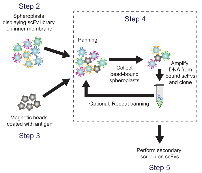 figure-protocol-3