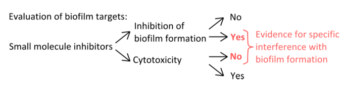 for Studying B. subtilis Biofilms as a Model Characterizing Small Biofilm Inhibitors | (Translated to Danish)