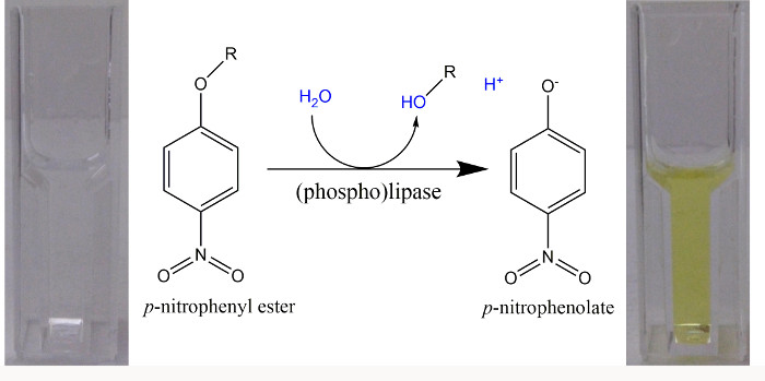 p-nitrophenyl ester hydrolysis diagram with phospholipase, reaction cuvettes, and color change detection.