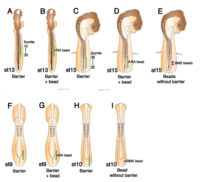 Neural tube development diagram with somite stages, RA/BMS beads, barrier setup.