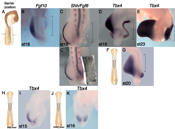 figure-results-1 Gene expression patterns in chick embryo limb development; diagram showing Fgf10, Shh/Fgf8, Tbx4 roles.