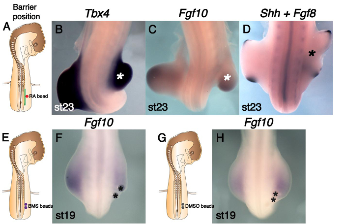 figure-results-2 Embryonic gene expression patterns; Tbx4, Fgf10; developmental stages; microscopy images.