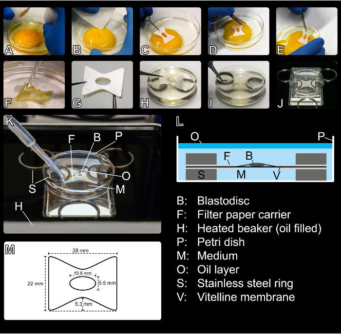 Egg blastodisc transfer; diagram and setup steps; filter paper, Petri dish, oil layer, steel ring.