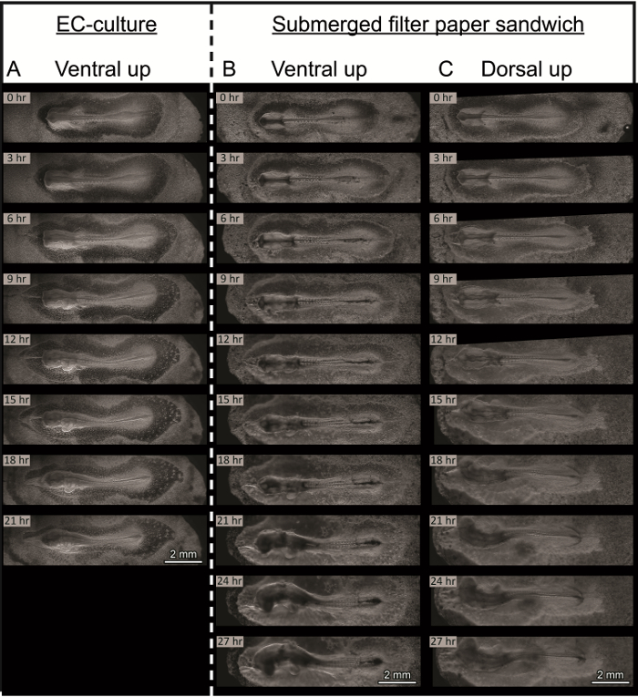 figure-results-1 Tissue growth time-lapse, ventral/dorsal views, EC-culture vs. filter paper method, hours 0-27.