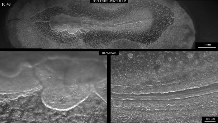 figure-results-3 Embryo development stages under microscope; zoomed cellular structure; focused on tissue formation.