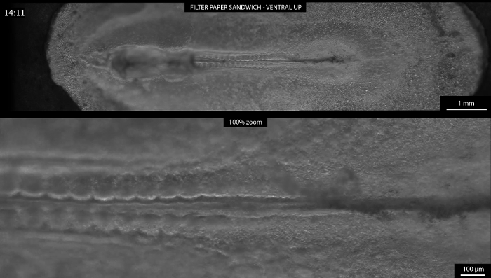 figure-results-4 Microscopy image of embryonic development, filter paper setup, 100% zoom; focusing on tissue layers.