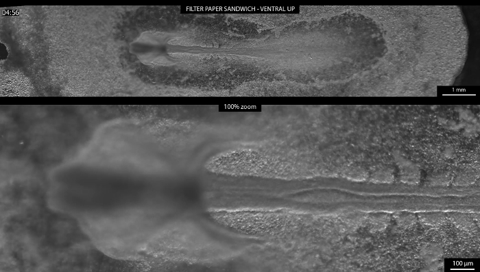 figure-results-5 Microscope images, filter paper sandwich, ventral view, scale indicators, zoom comparison.