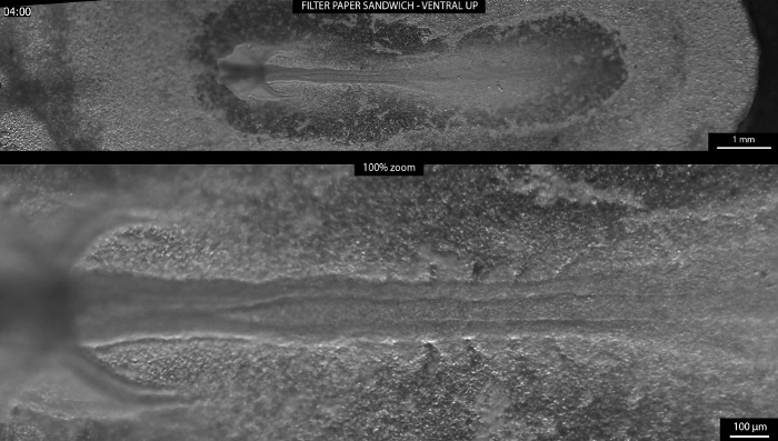 figure-results-6 Microscope image of embryonic development with zoom; filter paper preparation; morphological study.