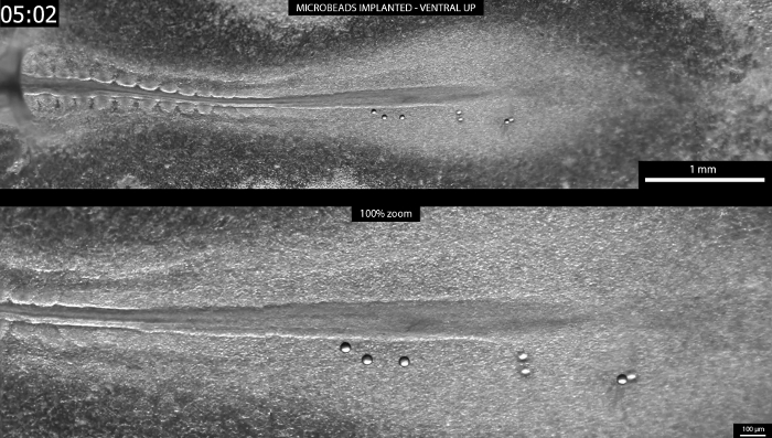 figure-results-8 Microbeads implantation experiment, microscope image, nerve fibers, high magnification analysis.