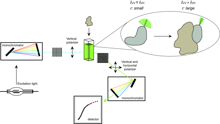 Polarimetry diagram showing excitation light, monochromators, and detector for protein size analysis.