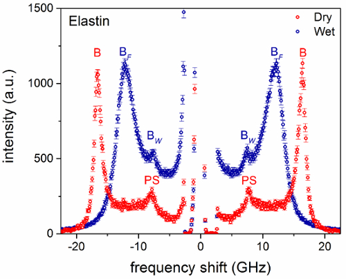 figure-results-9 Elastin frequency shift graph shows dry vs wet spectral intensity variation; data analysis indicated.