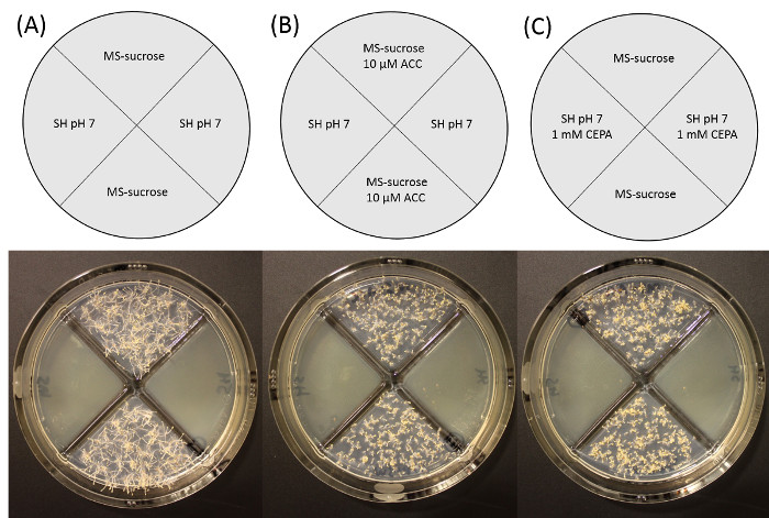 Petri dish assay: plant growth under different treatments; MS-sucrose, SH pH 7, ACC, CEPA analysis.