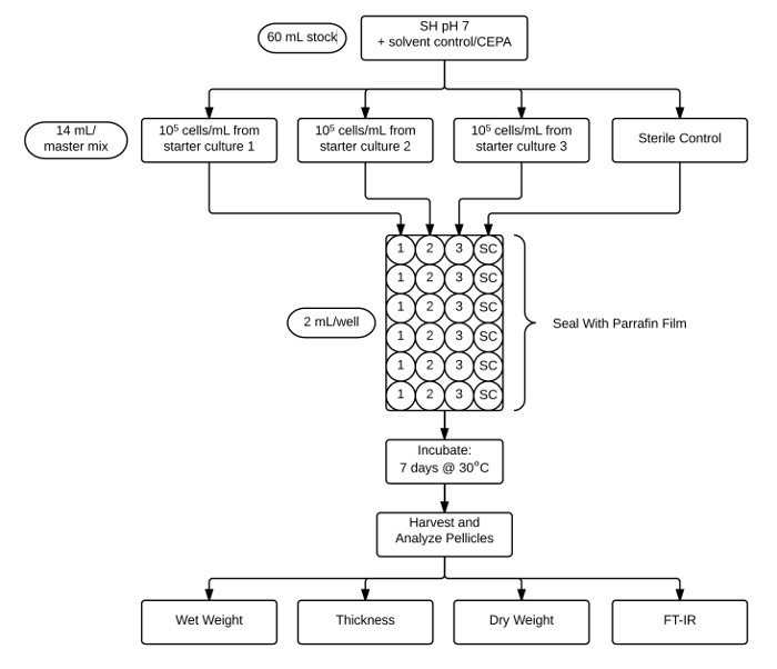 Microbial culture process flowchart, incubation at 30°C, pellicle analysis; wet, dry weight, FT-IR.