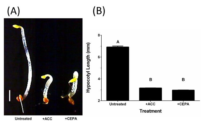 Seedling growth experiment; untreated vs. ACC, CEPA. Includes photo & bar graph analysis.