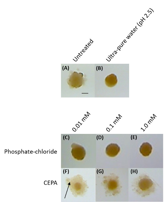 Seed germination test for different treatments; phases A-H; seed coat brown; lab experiment results.