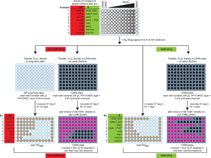 Drug exposure assay workflow, diagram with replication vs. non-replication, CARA and outgrowth plates.