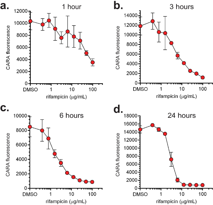 CARA fluorescence vs. rifampicin concentration at 1, 3, 6, 24 hours; line graphs with error bars.