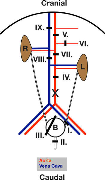 figure-protocol-2 Cardiovascular diagram illustrating aortic and vena cava branches, labeled arteries and veins.