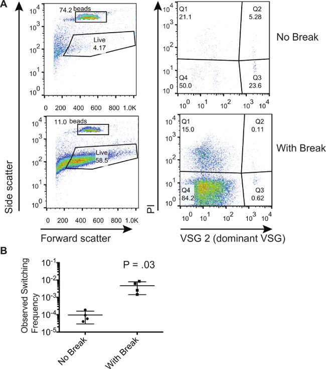 Flow cytometry dot plots for PI vs. scatter, and VSG expression; bar chart for switching frequency.